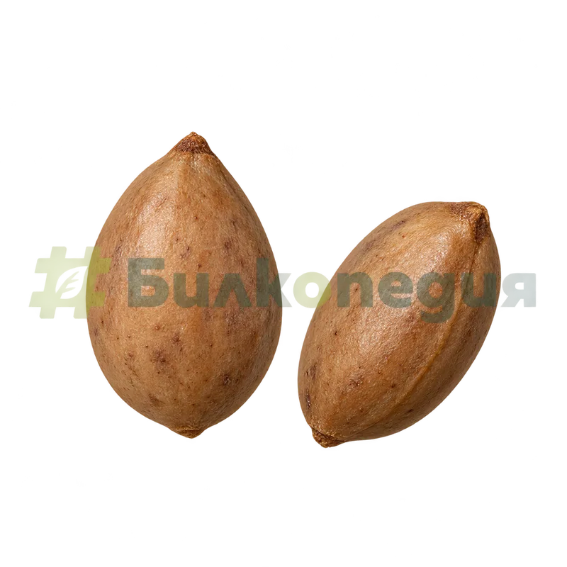 Prunus laurocerasus L. - лавровишня - твърда костилка, генерирана образователна визуализация