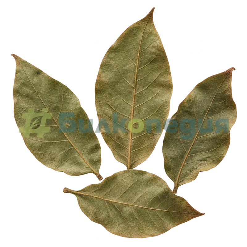 Juglans regia L. - изсушени орехови листчета, генерирана образователна визуализация