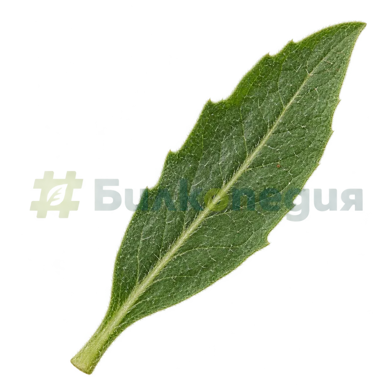 Anchusa officinalis L. - грапав окосмен ланцетен лист, генерирана образователна визуализация