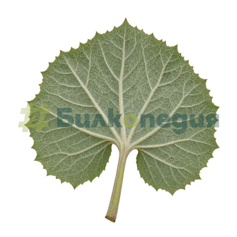 Petasites hybridus (L.) G.Gaertn., B.Mey. & Scherb. - долна страна на листа с фина сивкава мъхнатост, генерирана образователна визуализация