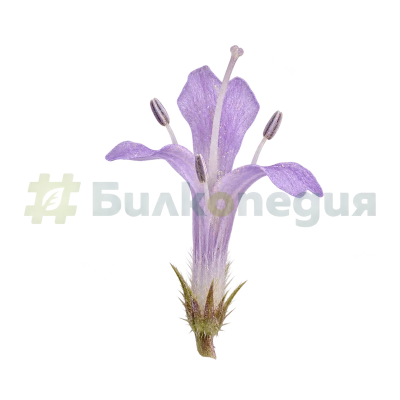 Dipsacus fullonum L. - дребен лилав цвят с четири дяла и четири тичинки, генерирана образователна визуализация