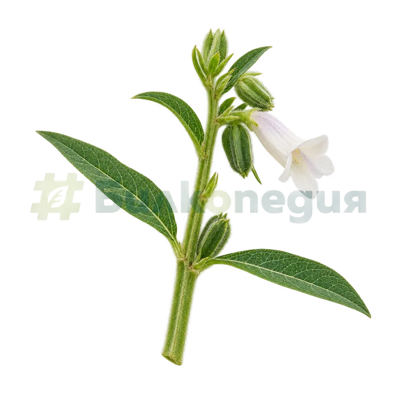 Sesamum indicum L. - четириръбесто окосмено стъбло, генерирана образователна визуализация