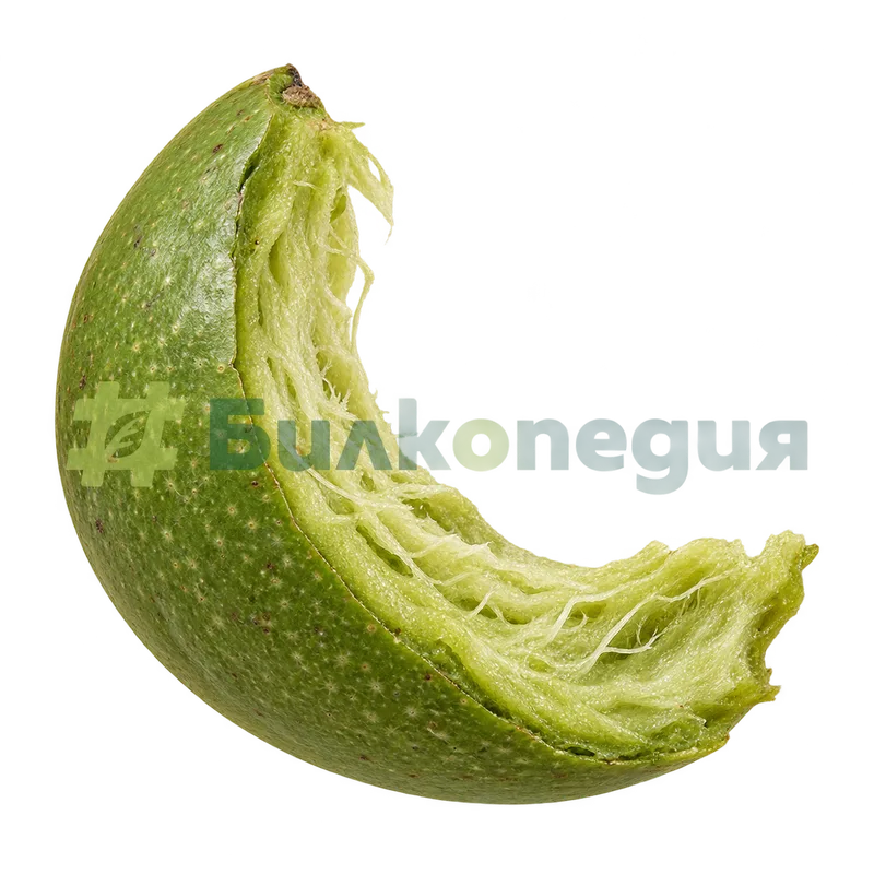 Juglans regia L. - зелена месеста обвивка на плода, генерирана образователна визуализация