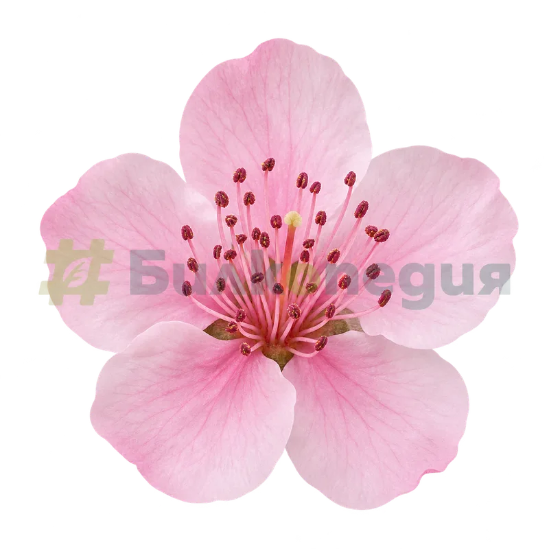 Prunus persica (L.) Batsch - розов петлистен цвят, генерирана образователна визуализация