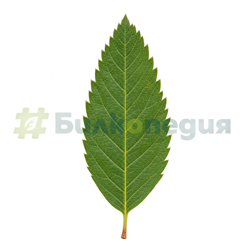 Sorbus aucuparia L. - листче - форма и назъбен ръб, генерирана образователна визуализация