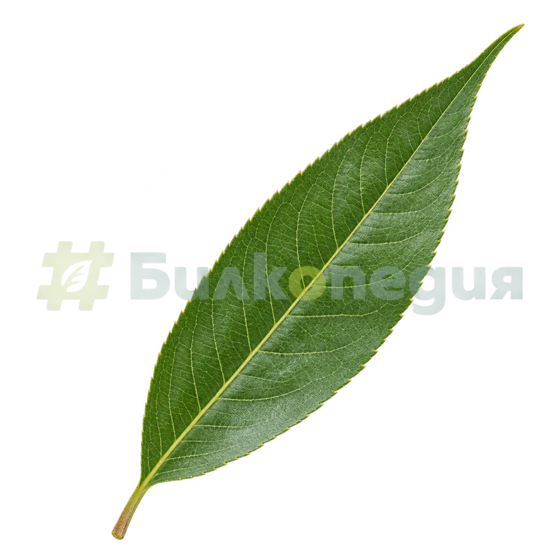 Prunus persica (L.) Batsch - тесен назъбен лист - горна страна, генерирана образователна визуализация