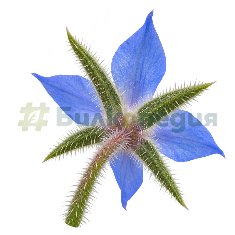 Borago officinalis L. - чашка - изглед отзад, генерирана образователна визуализация