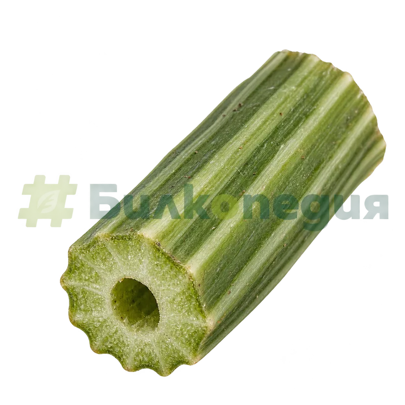 Equisetum arvense L. - разрез на главното стъбло, генерирана образователна визуализация