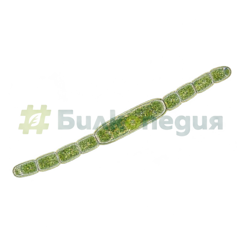 Aphanizomenon flos-aquae Ralfs ex Bornet & Flahault - акинет - увеличен изглед, генерирана образователна визуализация