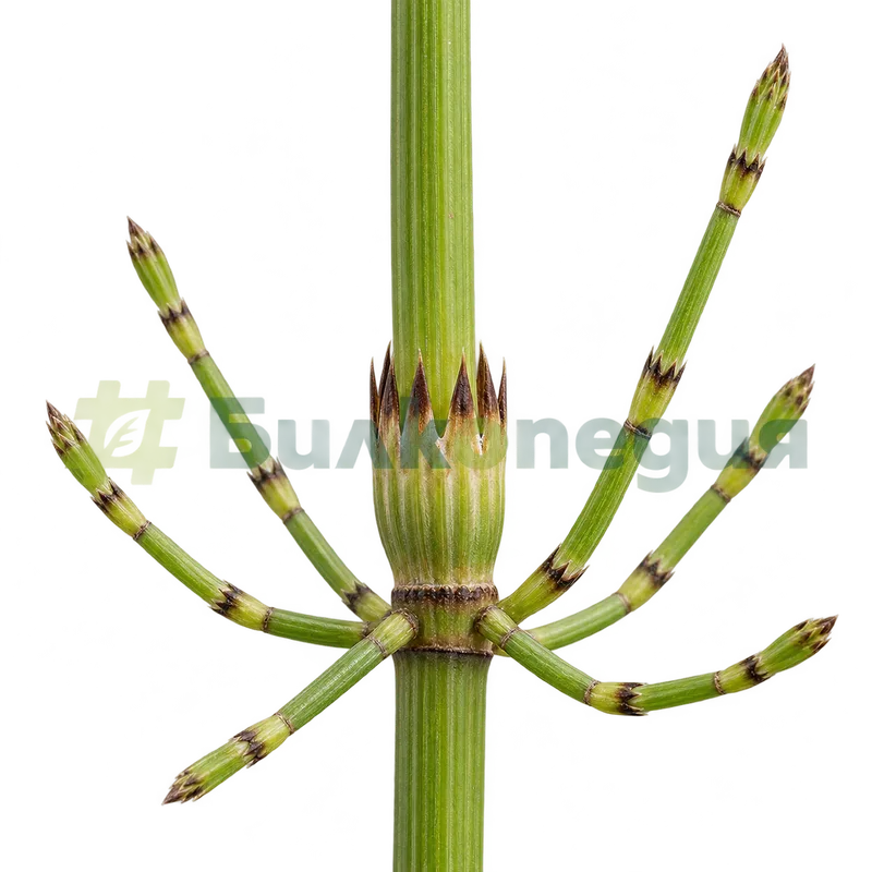 Equisetum arvense L. - листно влагалище и основа на клонка, генерирана образователна визуализация