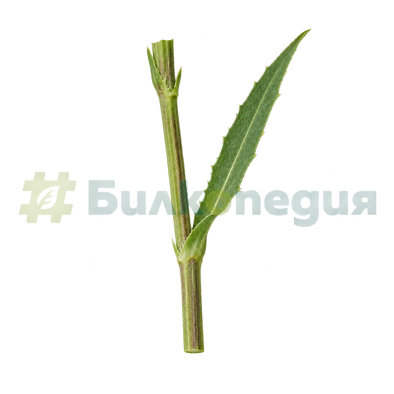 Cichorium intybus L. subsp. intybus - малък горен лист, обхващащ стъблото, генерирана образователна визуализация