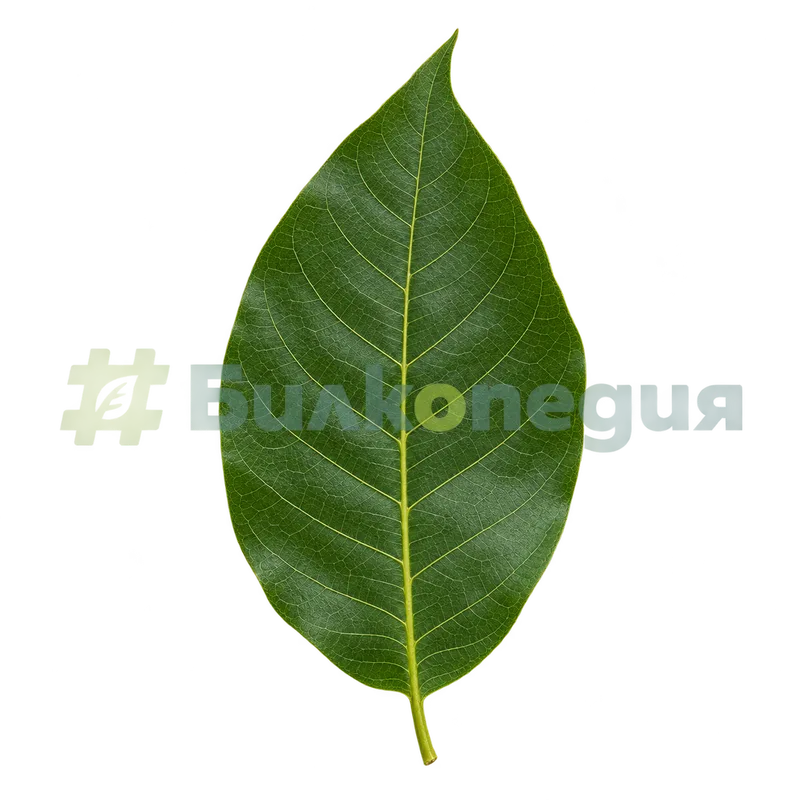 Juglans regia L. - отделно орехово листче - горна страна, генерирана образователна визуализация