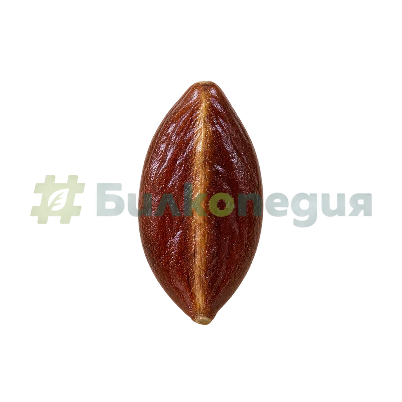 Plantago lanceolata L. - семе с по-светла надлъжна ивица, генерирана образователна визуализация