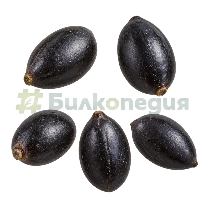 Cinnamomum verum J.Presl - зрели черни плодове, генерирана образователна визуализация