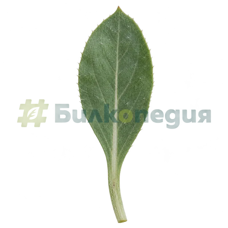 Silene vulgaris (Moench) Garcke - долен лист с къса дръжка, генерирана образователна визуализация