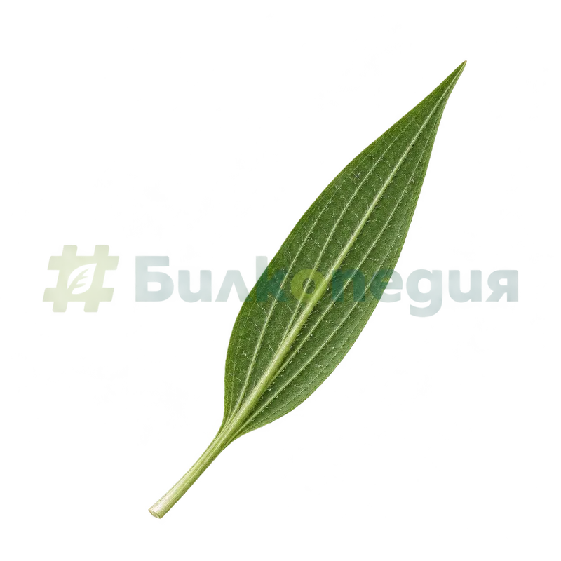Plantago lanceolata L. - долна страна на листа с изпъкнали жилки, генерирана образователна визуализация