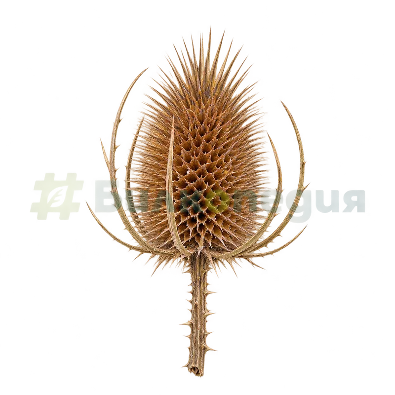 Dipsacus fullonum L. - цяла суха плодна главичка, генерирана образователна визуализация
