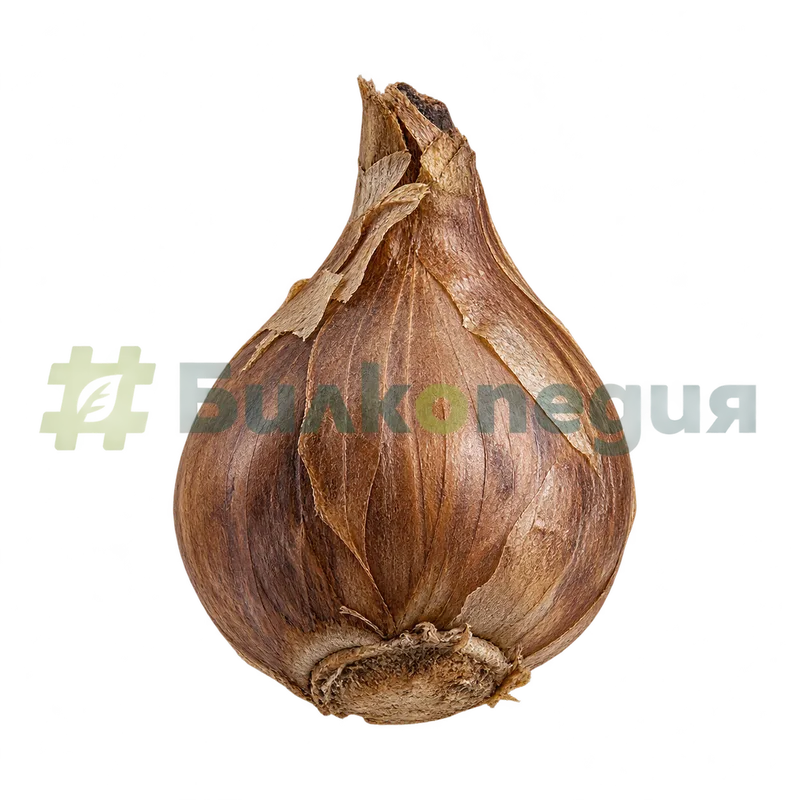 Galanthus nivalis L. - луковица с кафяви ципести обвивки, генерирана образователна визуализация