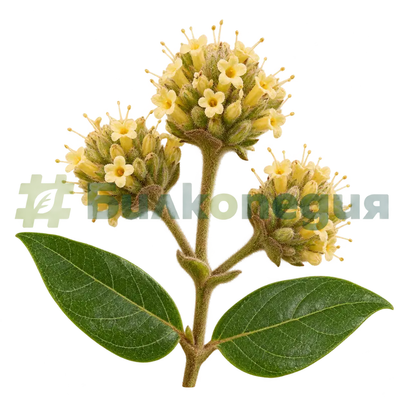 Uncaria tomentosa (Willd. ex Schult.) DC. - котешки нокът - главести съцветия, генерирана образователна визуализация