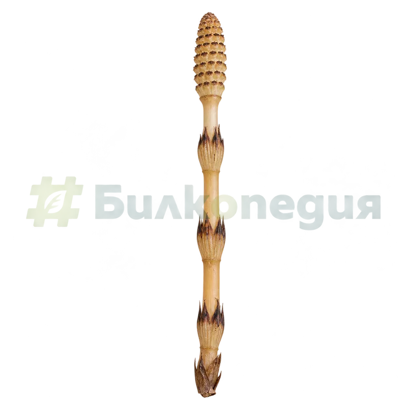 Equisetum arvense L. - пролетно спороносно стъбло, генерирана образователна визуализация