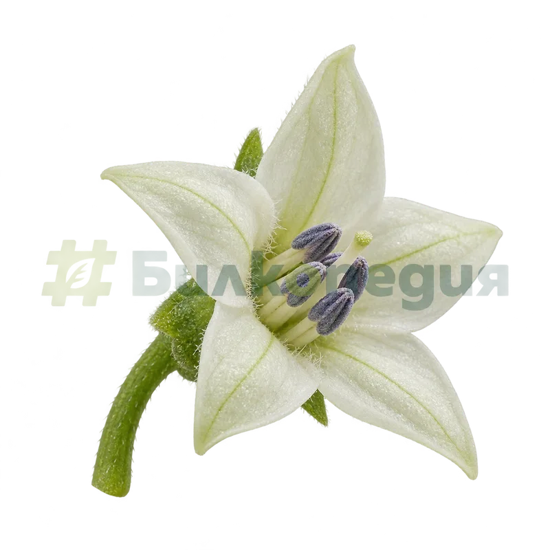 Capsicum frutescens L. - цвят - зеленикаво бял, със синкави прашници, генерирана образователна визуализация
