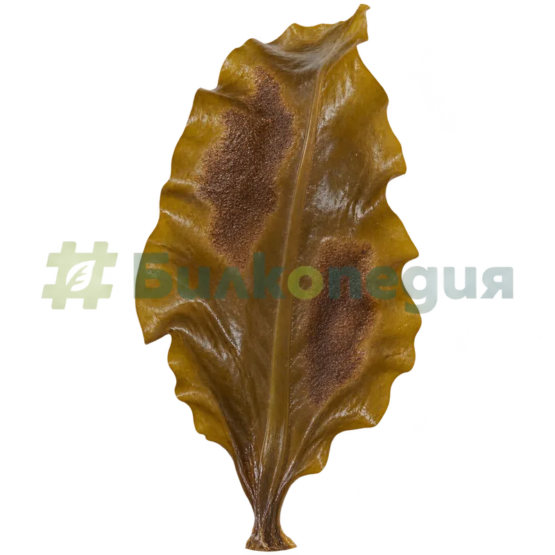 Saccharina japonica (J.E.Areschoug) C.E.Lane, C.Mayes, Druehl & G.W.Saunders - комбу - спороносни участъци върху пластинката, генерирана образователна визуализация