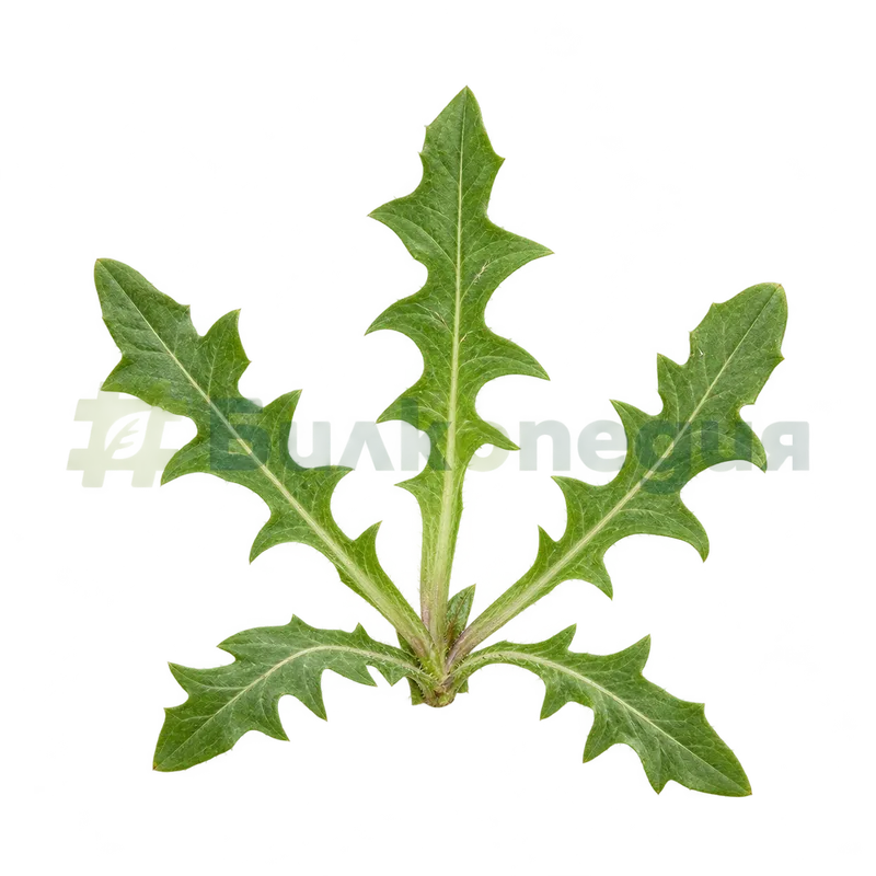 Cichorium intybus L. subsp. intybus - приосновна листна розетка, генерирана образователна визуализация