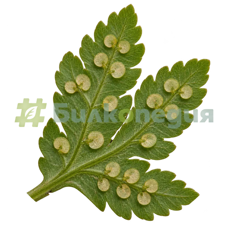 Dryopteris filix-mas (L.) Schott - соруси с бъбрековидно покривало, генерирана образователна визуализация