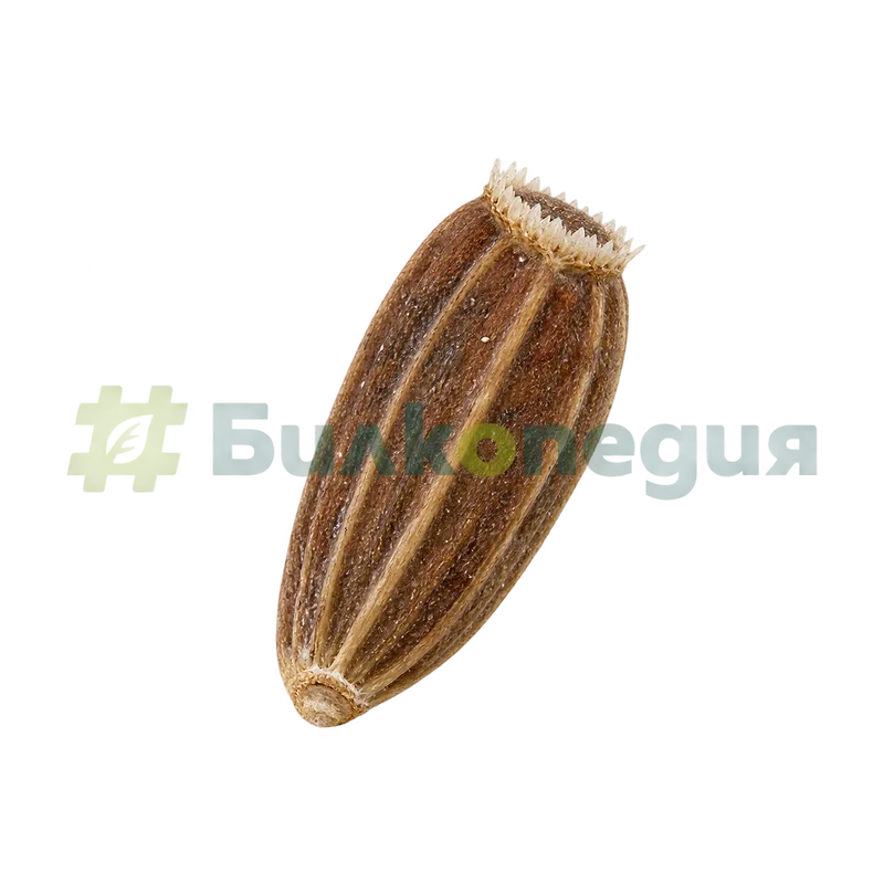 Cichorium intybus L. subsp. intybus - много къса коронка от люспи върху плодчето, генерирана образователна визуализация