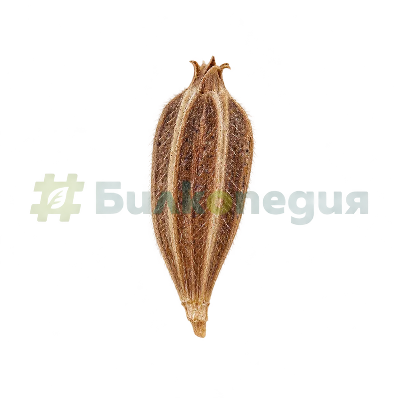 Dipsacus fullonum L. - цяло дребно четириръбесто плодче, генерирана образователна визуализация
