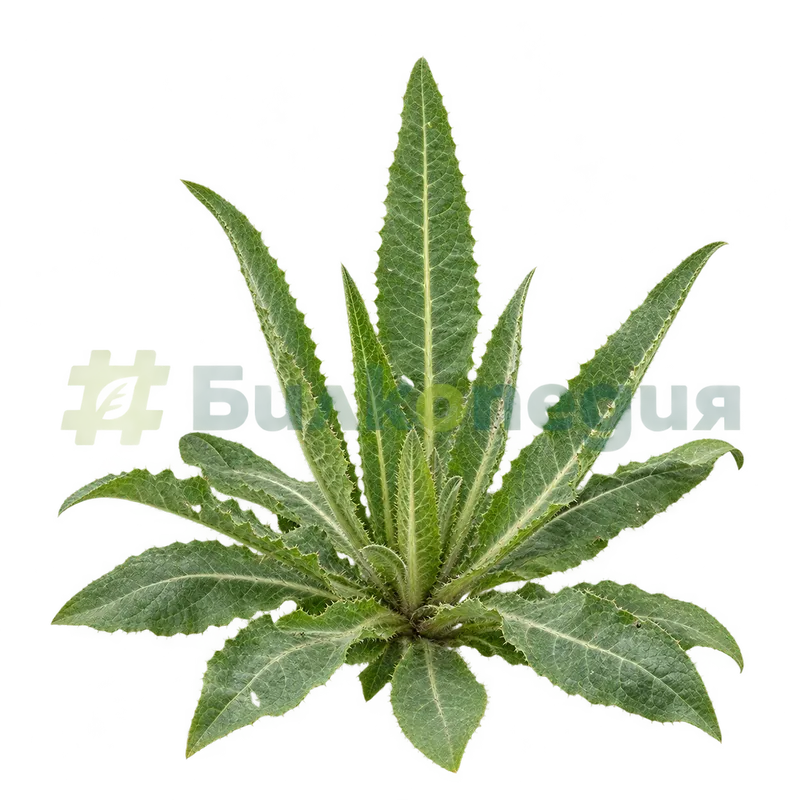 Dipsacus fullonum L. - приземна розетка преди цъфтежа, генерирана образователна визуализация