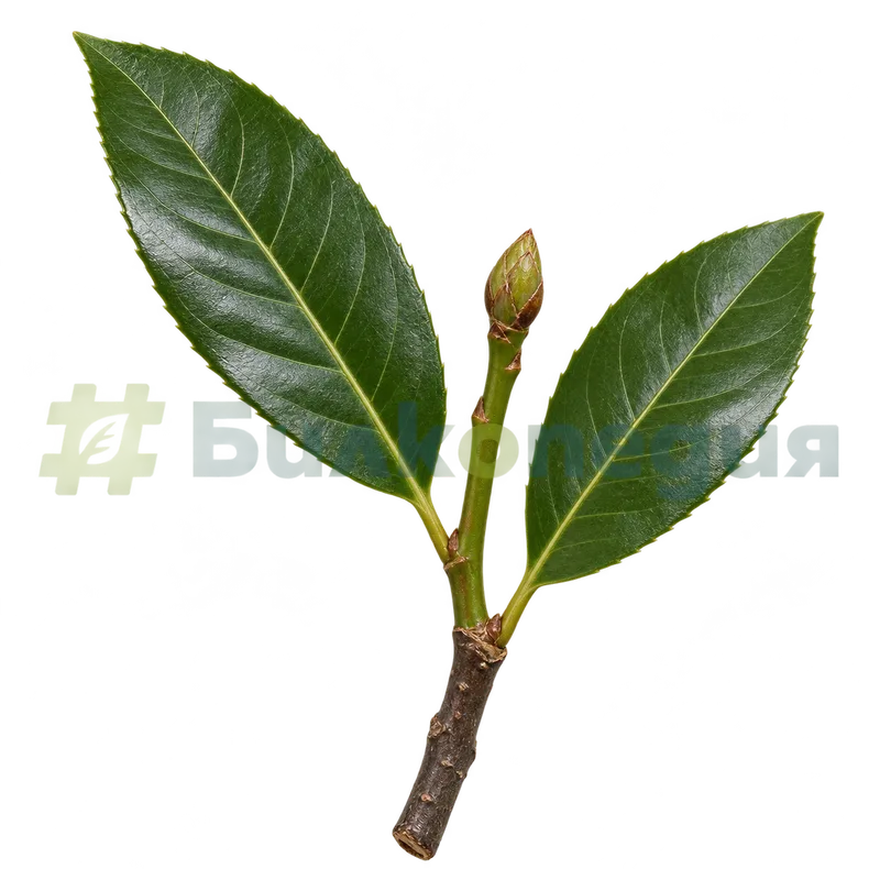 Prunus laurocerasus L. - лавровишня - клон и зелена млада клонка, генерирана образователна визуализация