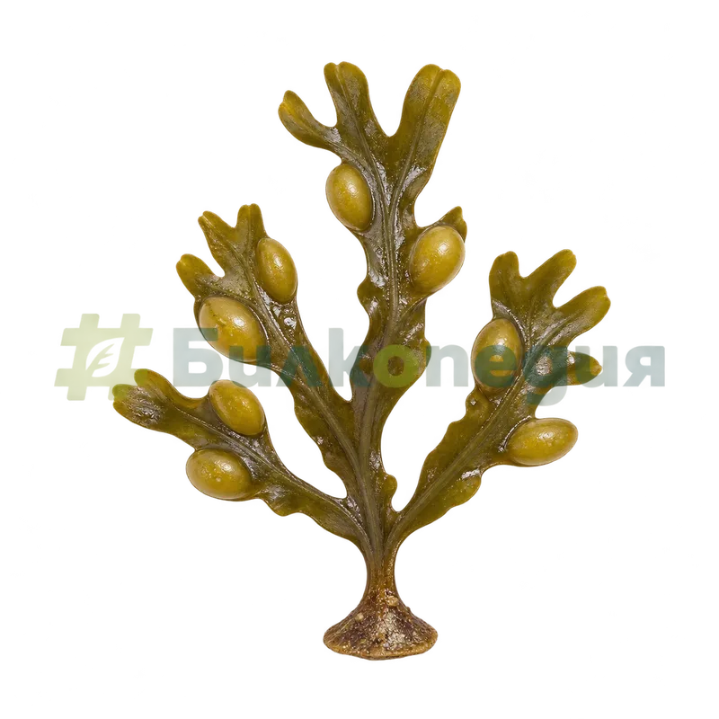 Fucus vesiculosus Linnaeus, 1753 - прикрепващ диск и къса дръжка, генерирана образователна визуализация