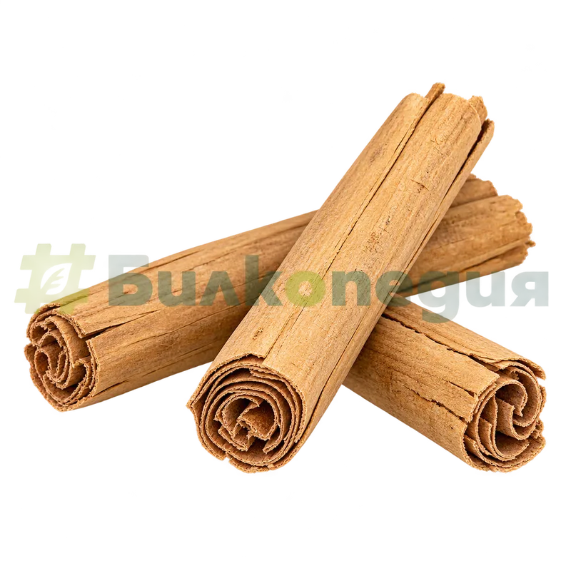Cinnamomum verum J.Presl - суха кора на многослойни рулца, генерирана образователна визуализация