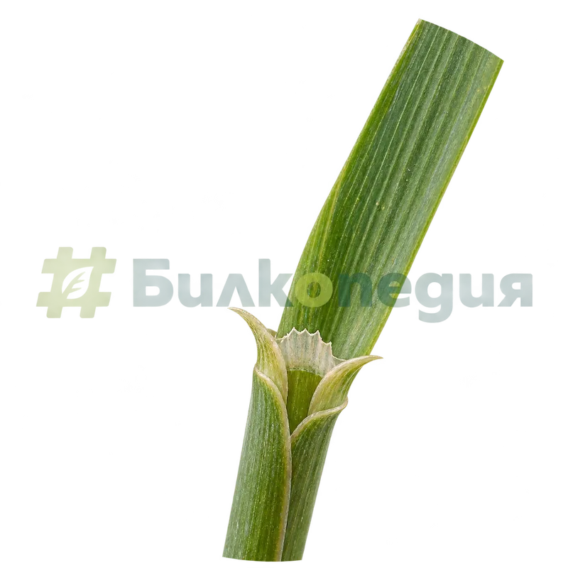Elymus repens (L.) Gould - листни ушички и късо езиче, генерирана образователна визуализация