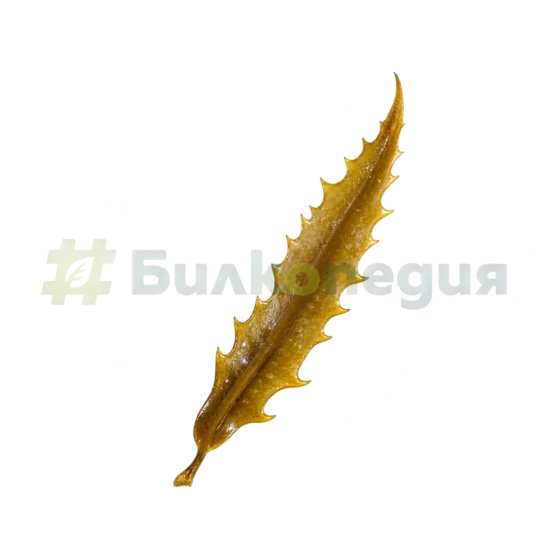 Sargassum fusiforme (Harvey) Setchell, 1931 - сплесната назъбена листовидна част, генерирана образователна визуализация