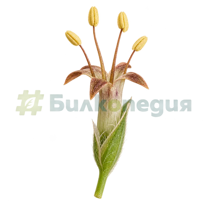 Plantago lanceolata L. - дребен цвят с четири тичинки, генерирана образователна визуализация
