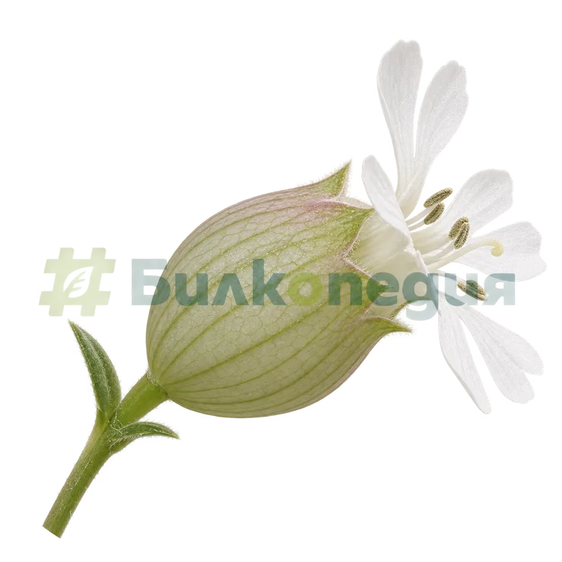 Silene vulgaris (Moench) Garcke - надута чашка с мрежесто жилкуване, генерирана образователна визуализация