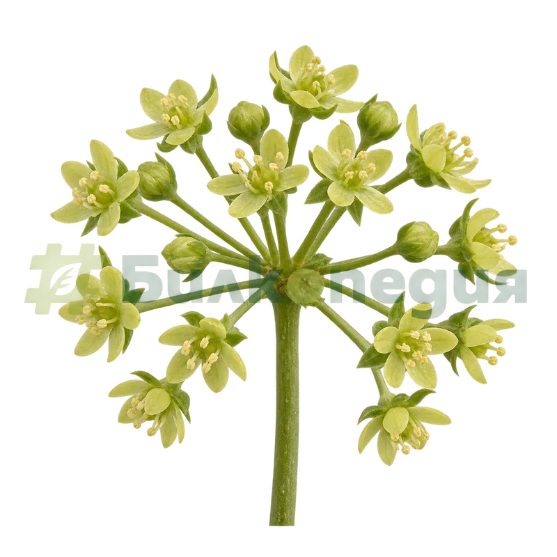 Panax quinquefolius L. - цветове, генерирана образователна визуализация