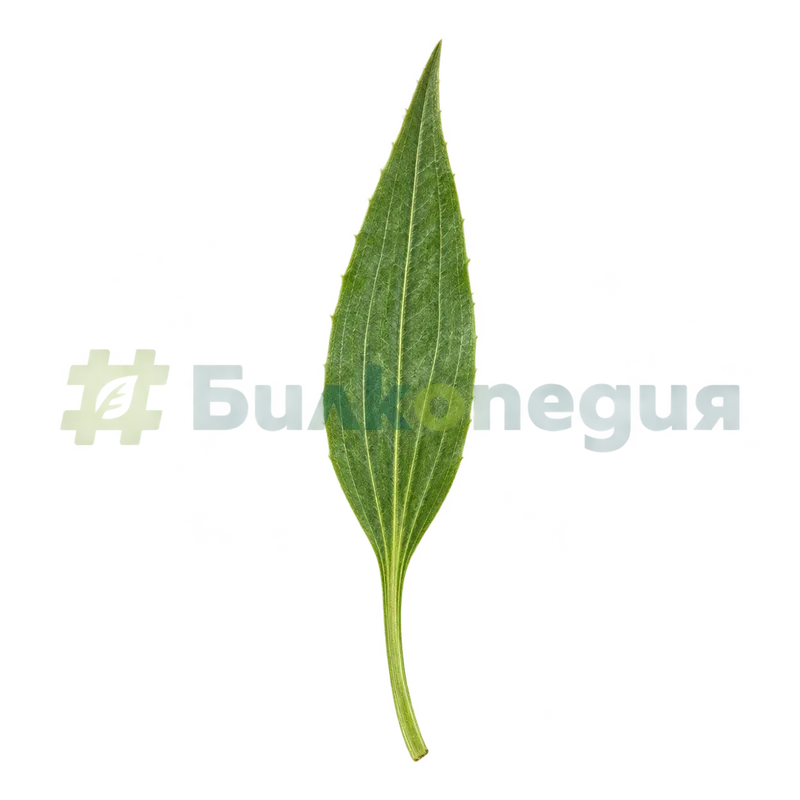 Plantago lanceolata L. - ланцетовиден лист с пет основни жилки, генерирана образователна визуализация