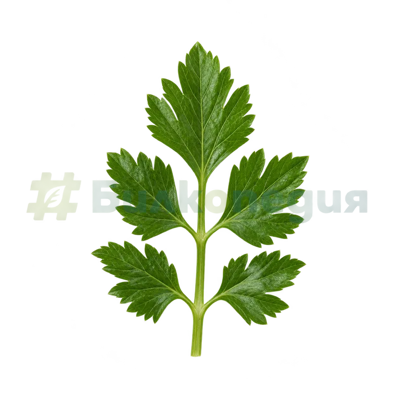 Apium graveolens L. - долен перест лист с нарязани листчета, генерирана образователна визуализация