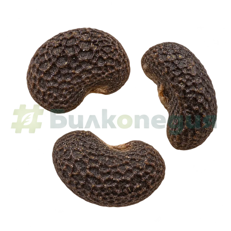Silene vulgaris (Moench) Garcke - бъбрековидни семена с фина брадавичеста повърхност, генерирана образователна визуализация