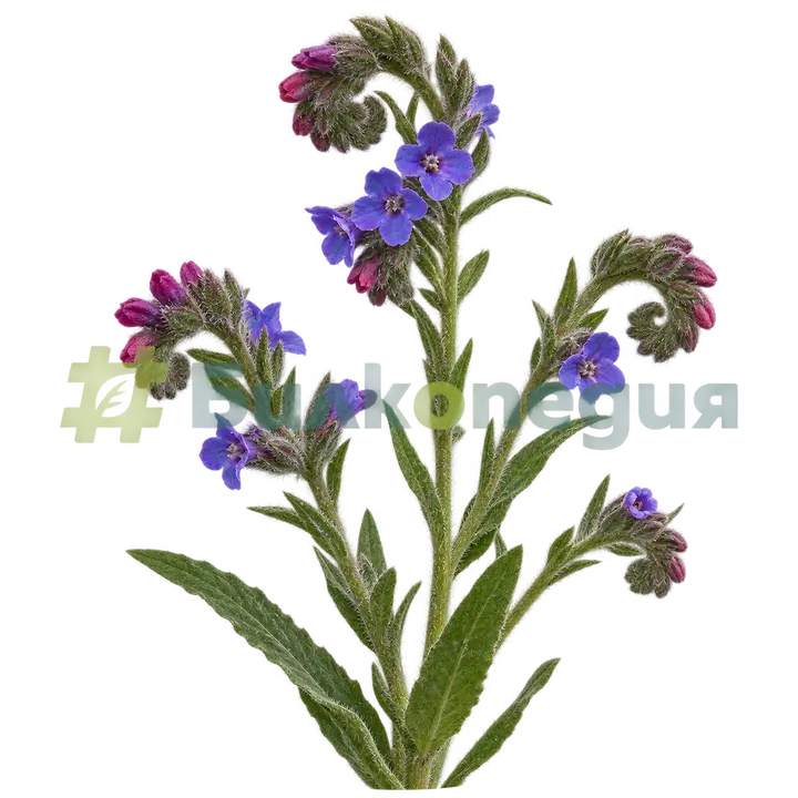 Anchusa officinalis L. - извито съцветие с червени и синьо-виолетови цветове, генерирана образователна визуализация