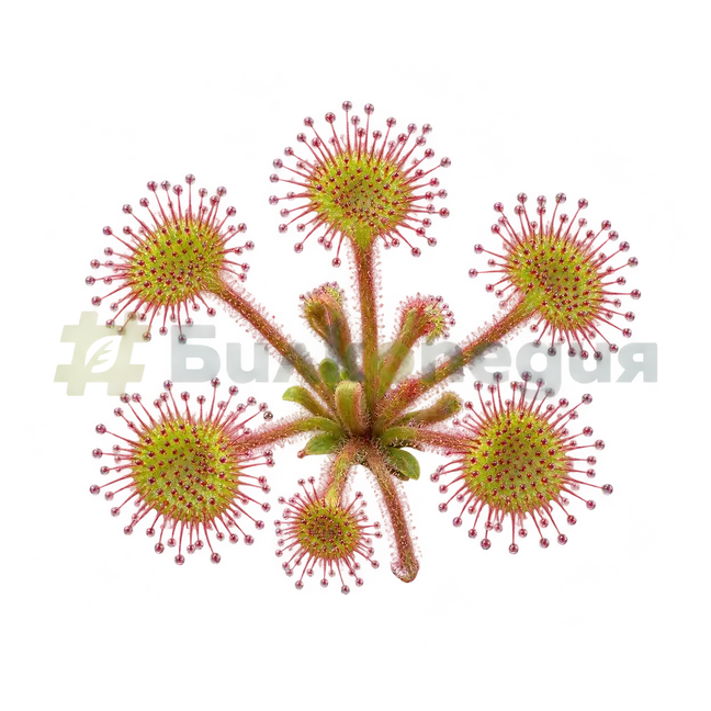 Drosera rotundifolia L. - приземна розетка от кръгли листа, генерирана образователна визуализация
