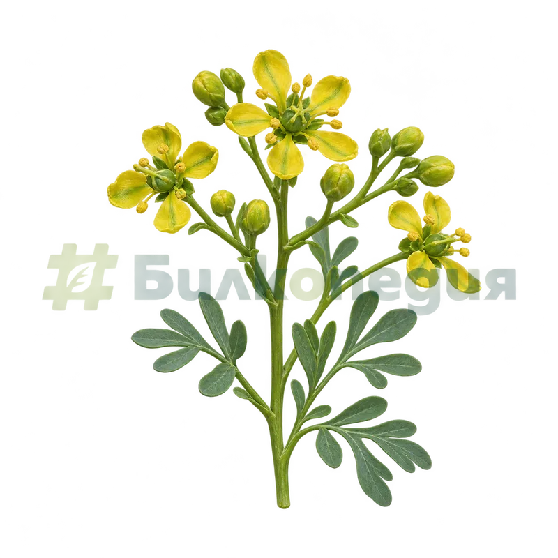Ruta graveolens L. - жълто разклонено съцветие, генерирана образователна визуализация