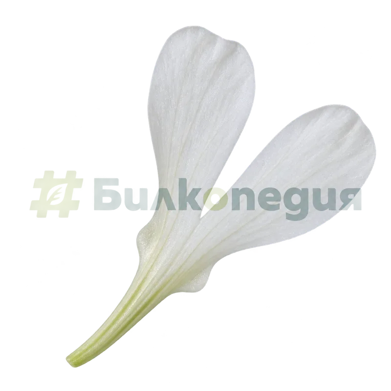 Silene vulgaris (Moench) Garcke - едно двуделно венчелистче с нокът, генерирана образователна визуализация