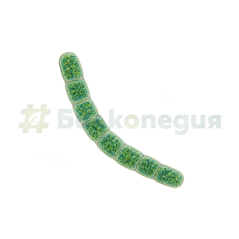 Limnospira platensis (Gomont) K.R.S.Santos & Hentschke - клетки и напречни прегради - увеличена визуализация, генерирана образователна визуализация