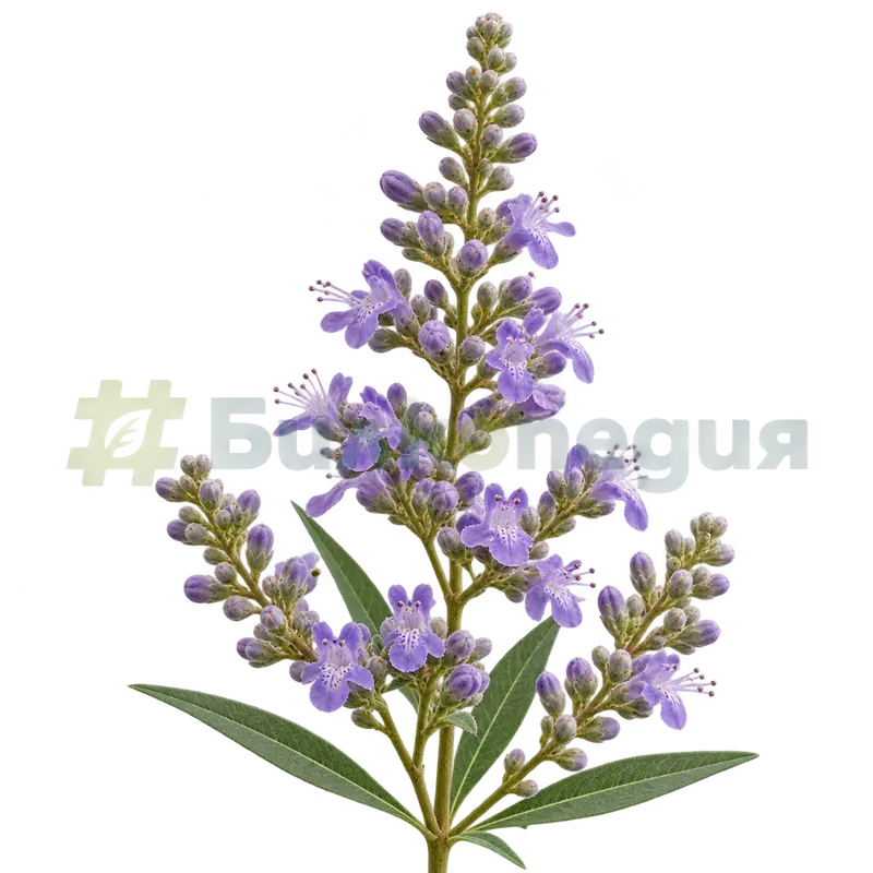Vitex agnus-castus L. - цветове, генерирана образователна визуализация