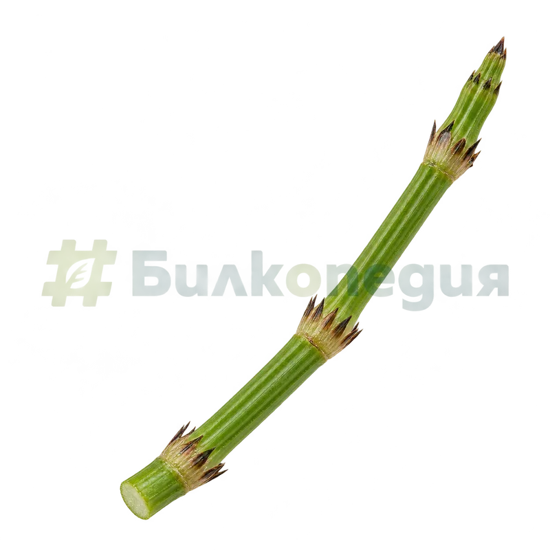 Equisetum arvense L. - съчленена странична клонка, генерирана образователна визуализация