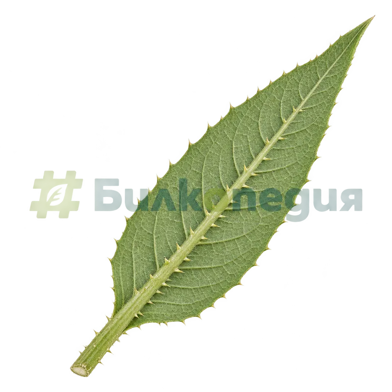 Dipsacus fullonum L. - долна страна на листа с бодли по средната жилка, генерирана образователна визуализация